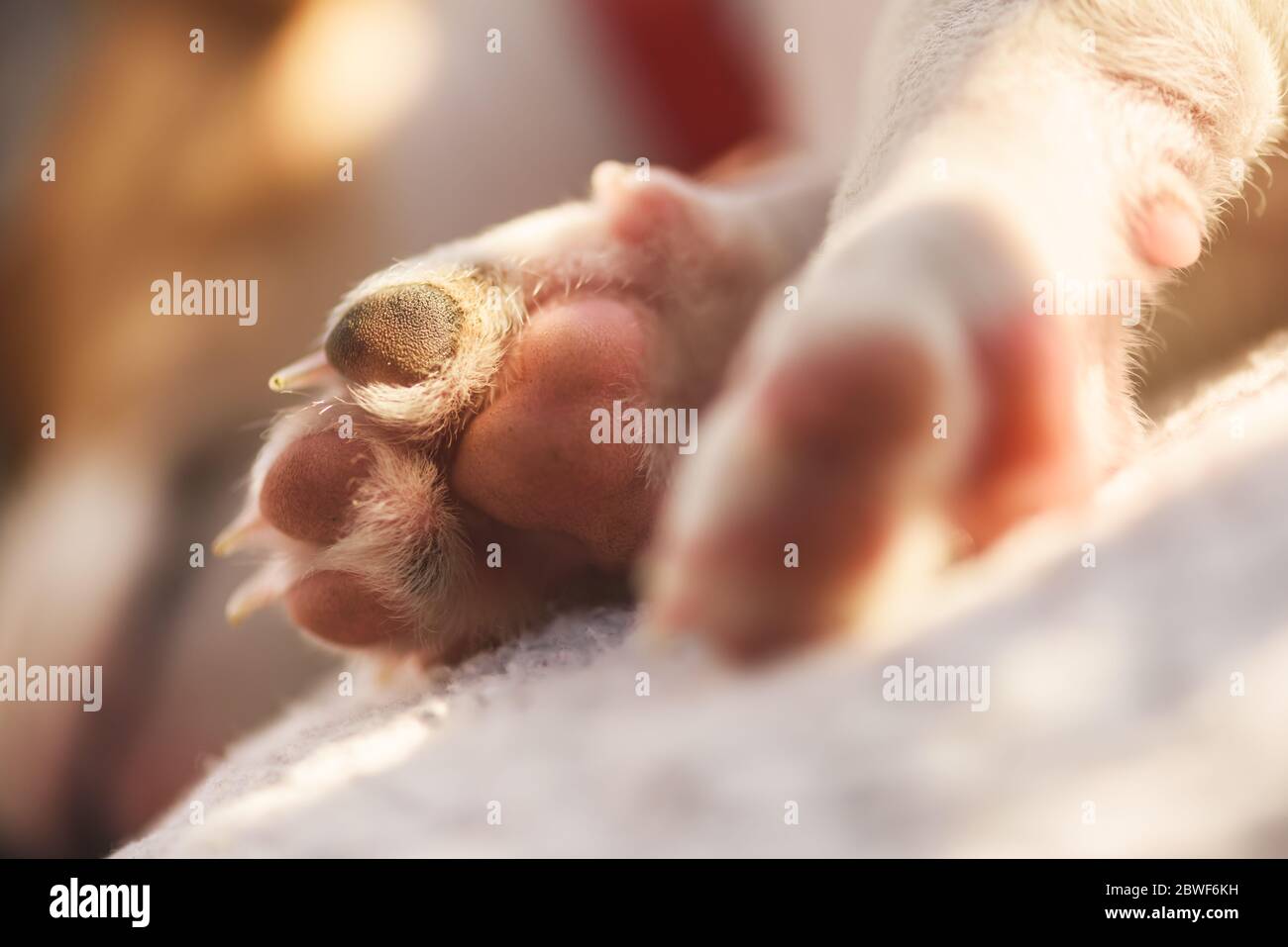 Un petit chien blanc chiot race Jack Russel Terrier pattes macro gros plan. Photographie de chiens et d'animaux de compagnie Banque D'Images