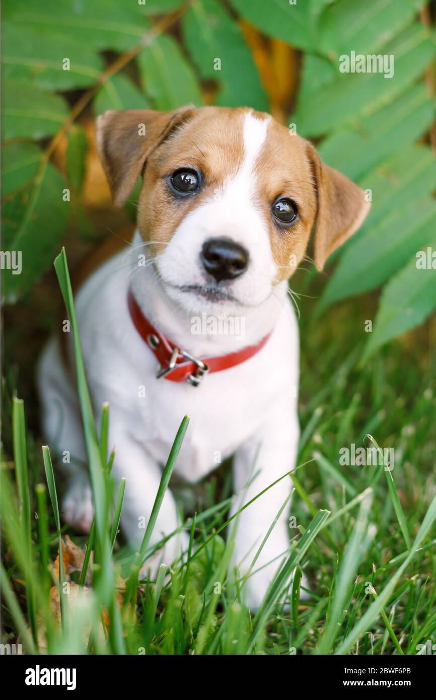 Un petit chien blanc chiot race Jack Russel Terrier avec de beaux yeux sur  la pelouse verte près de la maison. Photographie de chiens et d'animaux de  compagnie Photo Stock - Alamy