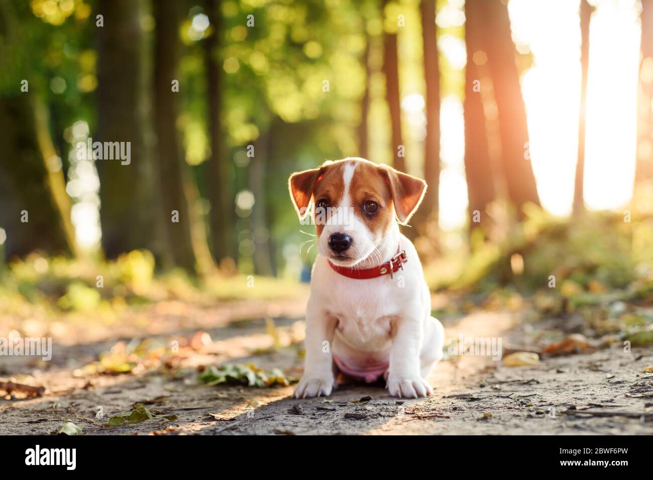 Un petit chien blanc chiot race Jack Russel Terrier avec les yeux magnifiques dans un parc ensoleillé avec de vieux arbres. Photographie de chiens et d'animaux de compagnie Banque D'Images