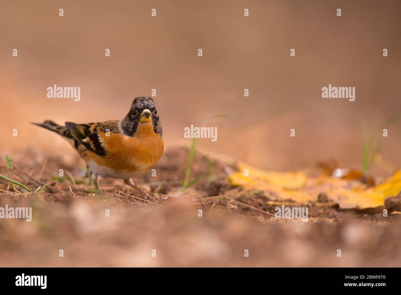 Brambling (Fringilla montifringilla) sur le sol. Le brambling est un type de finch qui est très semblable dans l'apparence à des chaffinches (Fringilla coel Banque D'Images
