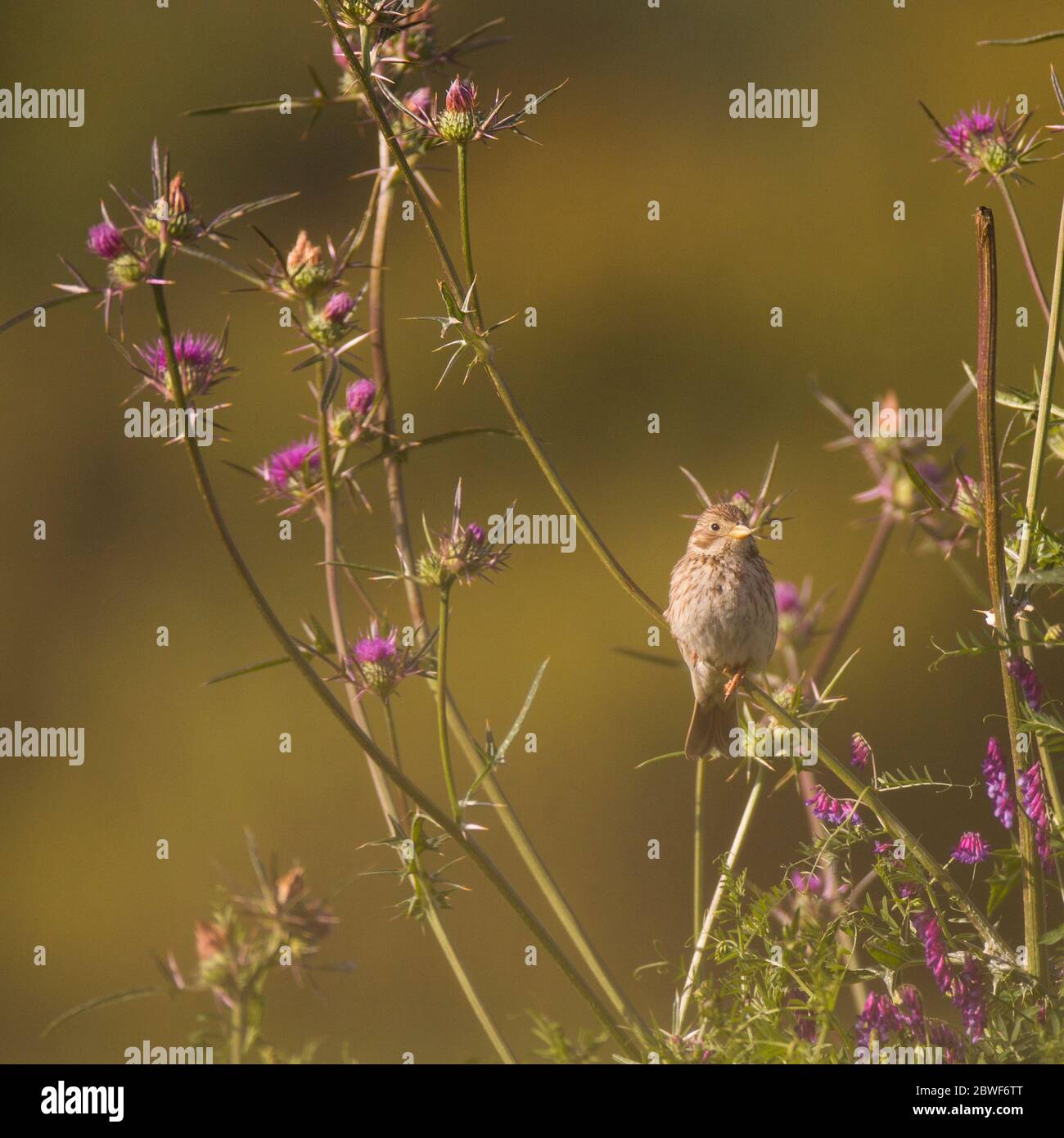 Groutage de maïs (Miliaria calandra) sur une branche. Photographié à la réserve naturelle d'Ein Afek, Israël Banque D'Images