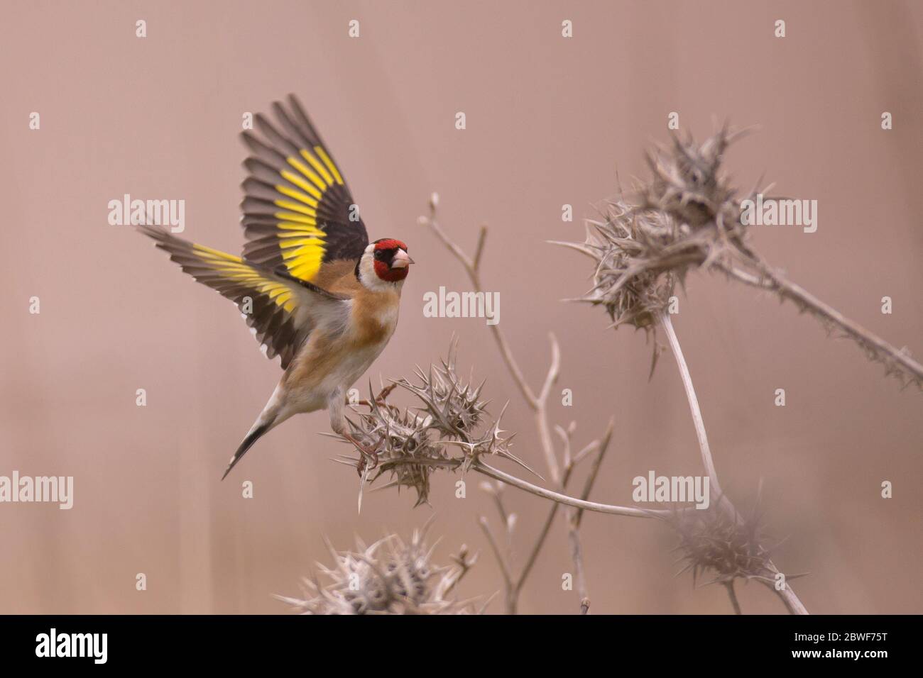 Ailes de Hawfinch (Coccothrautes coccothrautes). Ce finch est semblable au grosbeak du soir (C. vesperomous) et au grosbeak à capuchon (C. abeill Banque D'Images