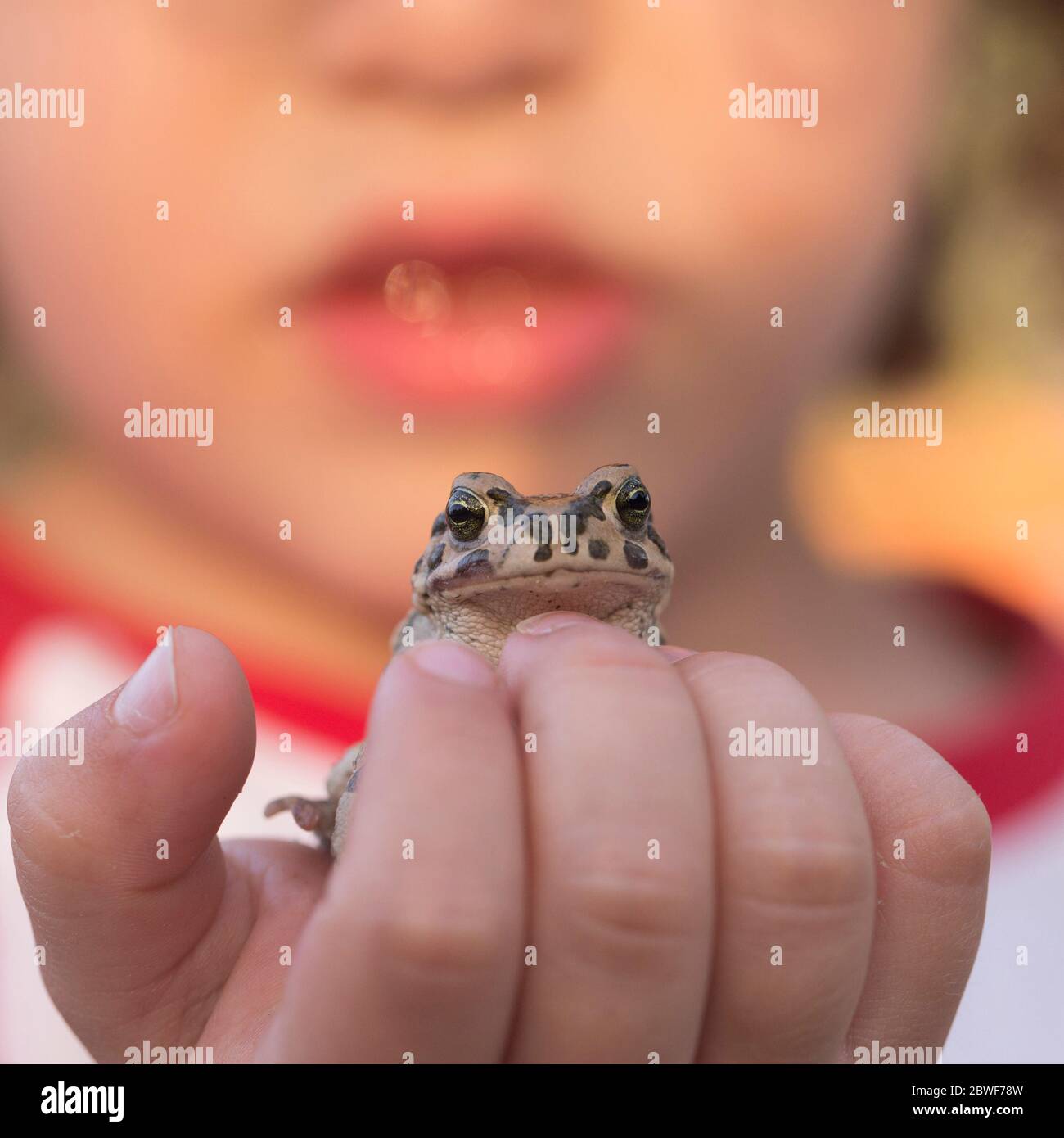 Le jeune garçon tient doucement une grenouille de marais (Pélophylax ridibundus dans le passé était également connu sous le nom de Rana ridibunda) dans sa main photographiée à l'Ein Afek natu Banque D'Images