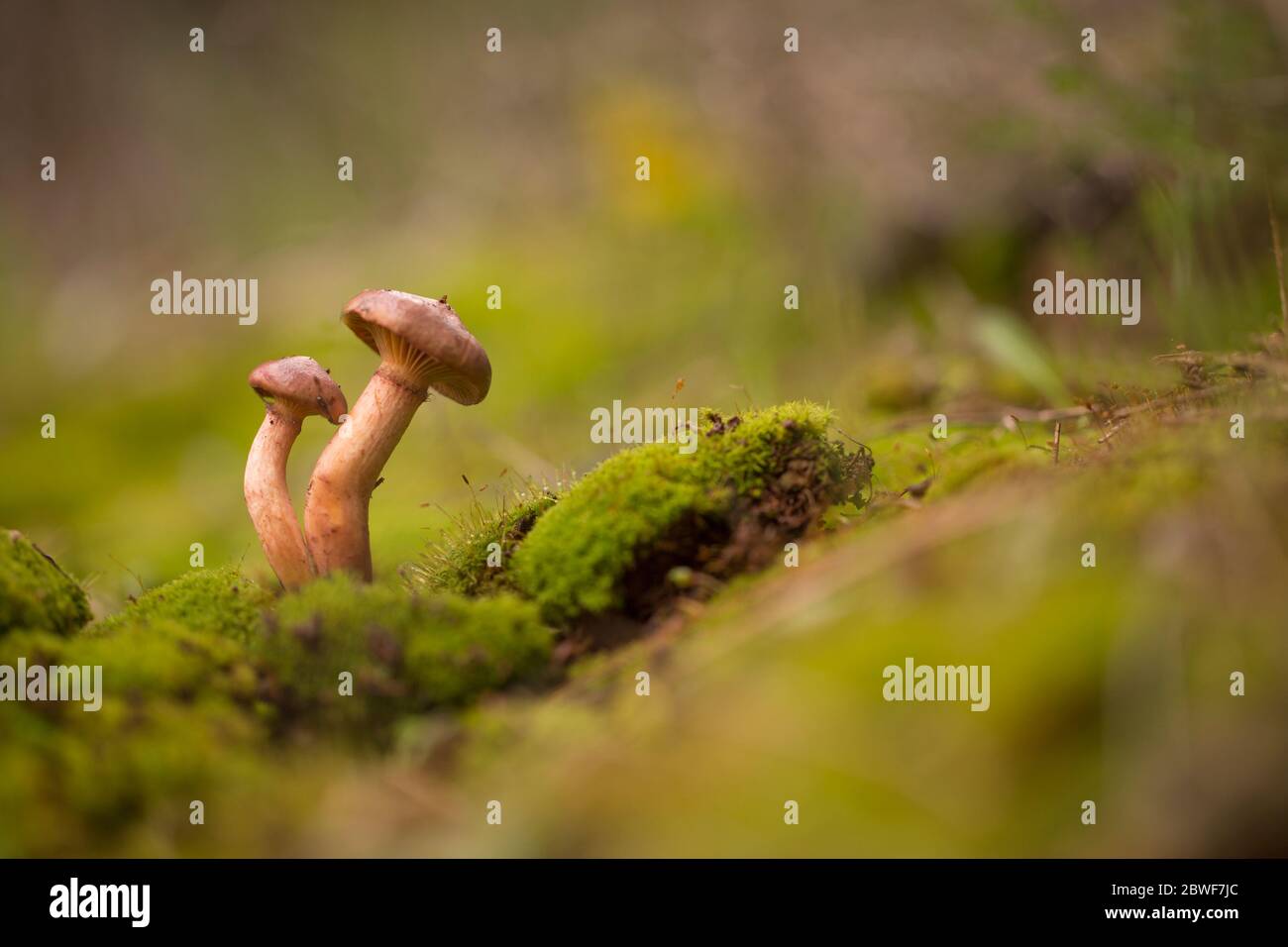 Suillus granulatus communément connu sous le nom de pleurs Bolet apparaît sous différentes sortes d'arbres de pin mais le plus souvent avec deux aiguilles de pins, souvent en très lar Banque D'Images