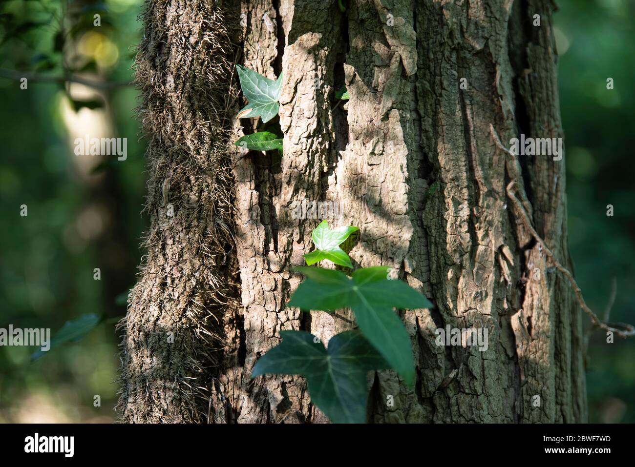 gros plan sur un tronc d'arbre avec de la lierre dans la forêt Banque D'Images