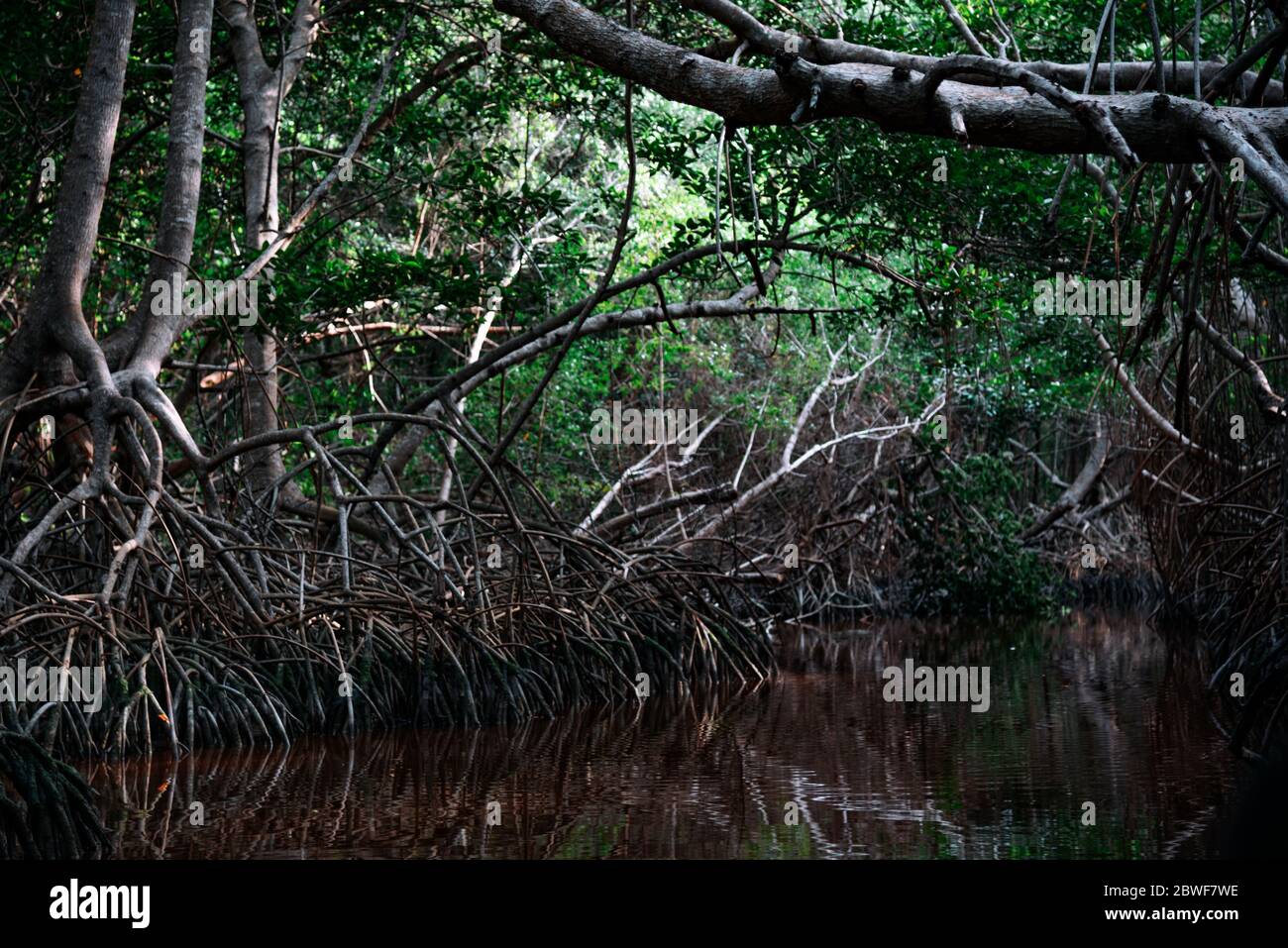 Forêt de Magrove et racines près de la grande rivière à Celestun, réserve de biosphère de „Rio Lagartos“, Yucatan, Mexique Banque D'Images