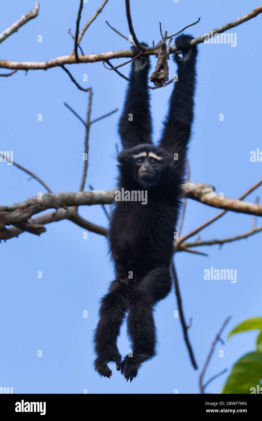 gibbon de hoolock occidental (Hoolock hoolock) à Gibbon WLS Jorhat Assam Inde Banque D'Images