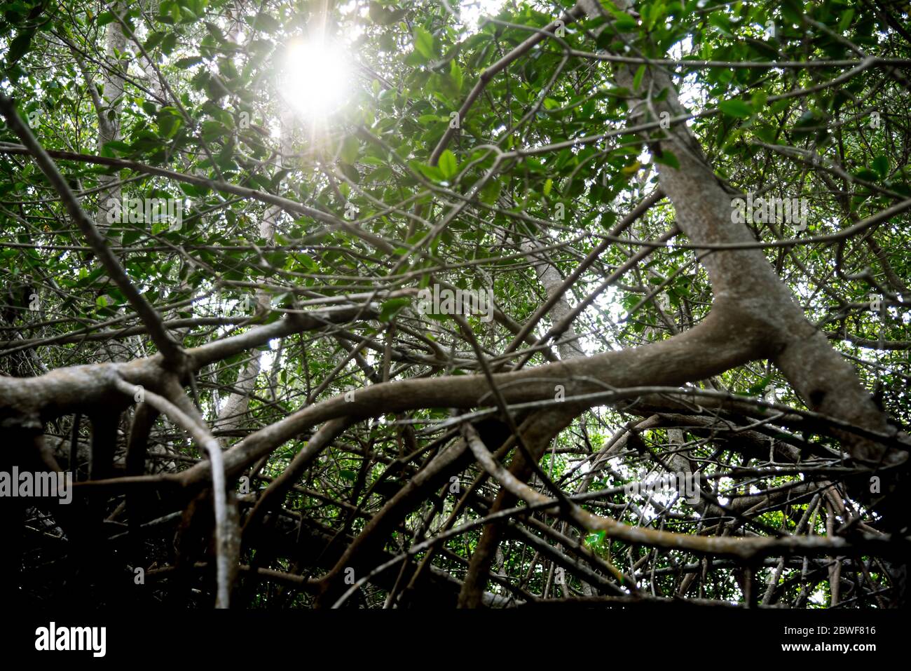 Forêt de Magrove et racines près de la grande rivière à Celestun, réserve de biosphère de „Rio Lagartos“, Yucatan, Mexique Banque D'Images