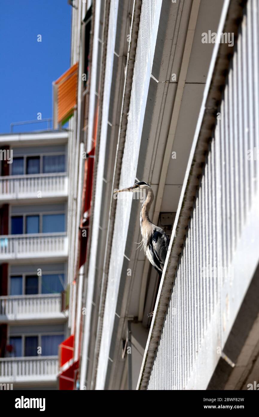 Un grand oiseau assis sur le balcon, Amsterdam, pays-Bas Banque D'Images