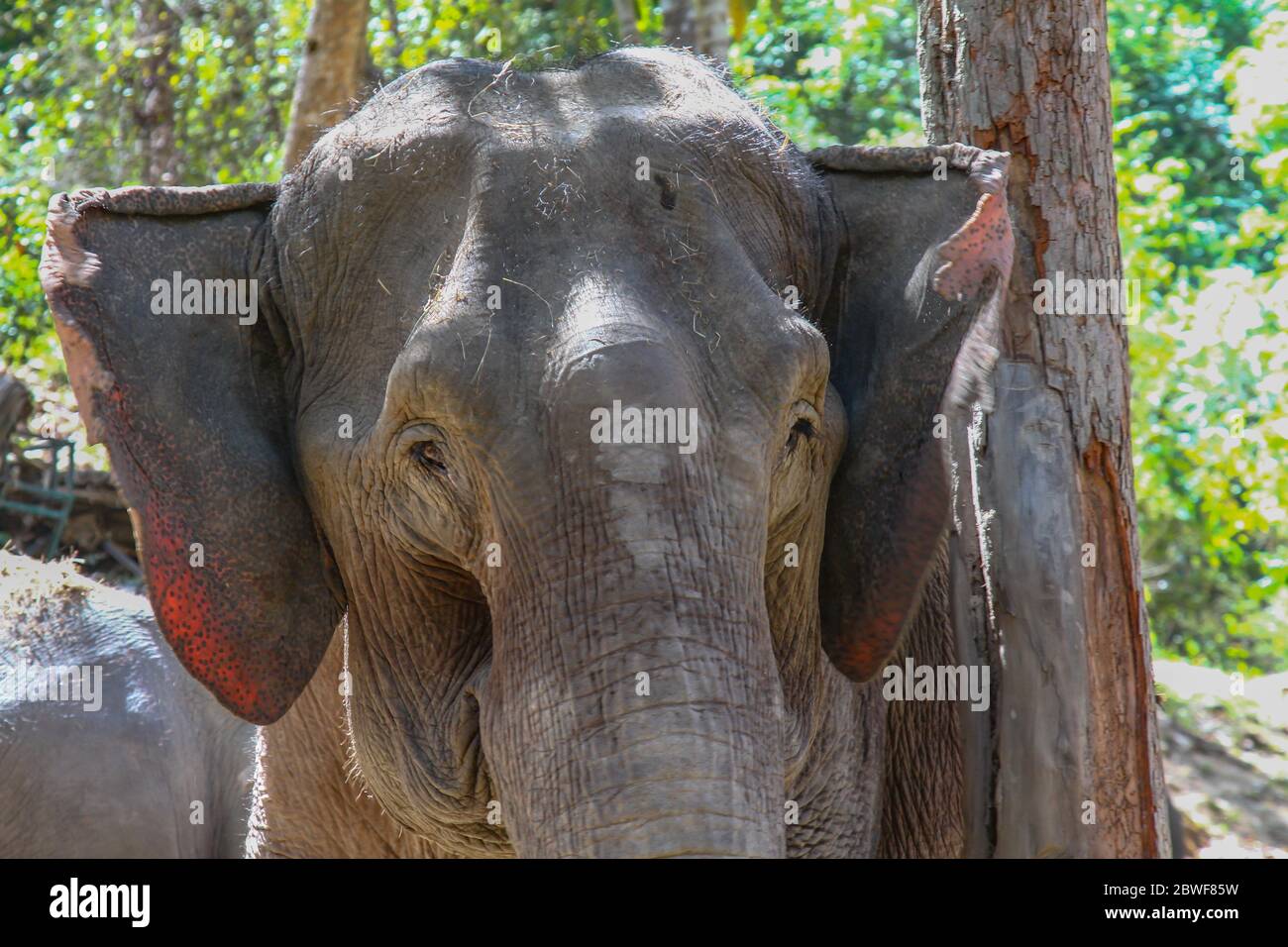 Portrait d'un vieil éléphant en Thaïlande Banque D'Images