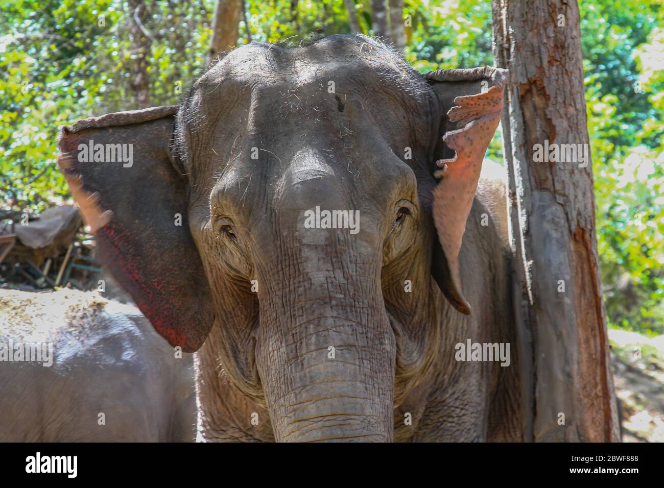 Portrait d'un vieil éléphant en Thaïlande Banque D'Images