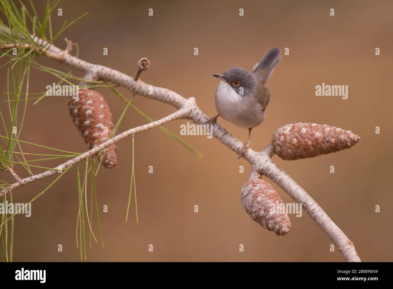 La Paruline sarde femelle (AKA Black Warden Paruline) Sylvia melanocephala est une Paruline typique commune et répandue de la région méditerranéenne pH Banque D'Images