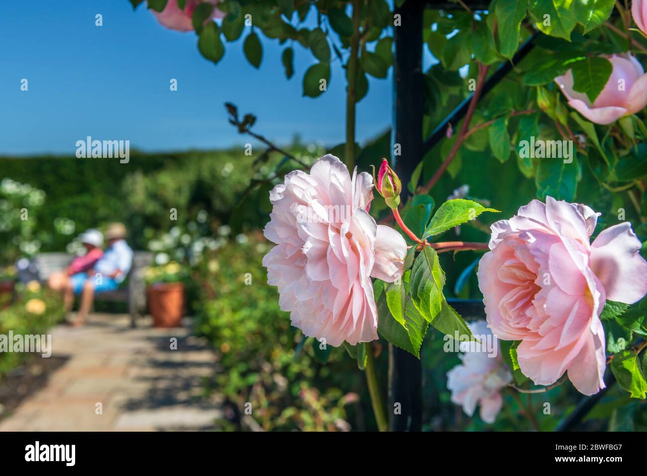 Great Torrington, North Devon, Angleterre. Lundi 1er juin 2020. Météo Royaume-Uni. Pendant un bel été, RHS Rosemoor a ouvert ses portes aux membres pour la première fois depuis le confinement. Seuls les visiteurs préréservés arrivant à des créneaux horaires définis ont pu facilement prendre des distances. Sur la photo, le magnifique jardin de roses arbustives est montré à son meilleur. Crédit : Terry Mathews/Alay Live News Banque D'Images
