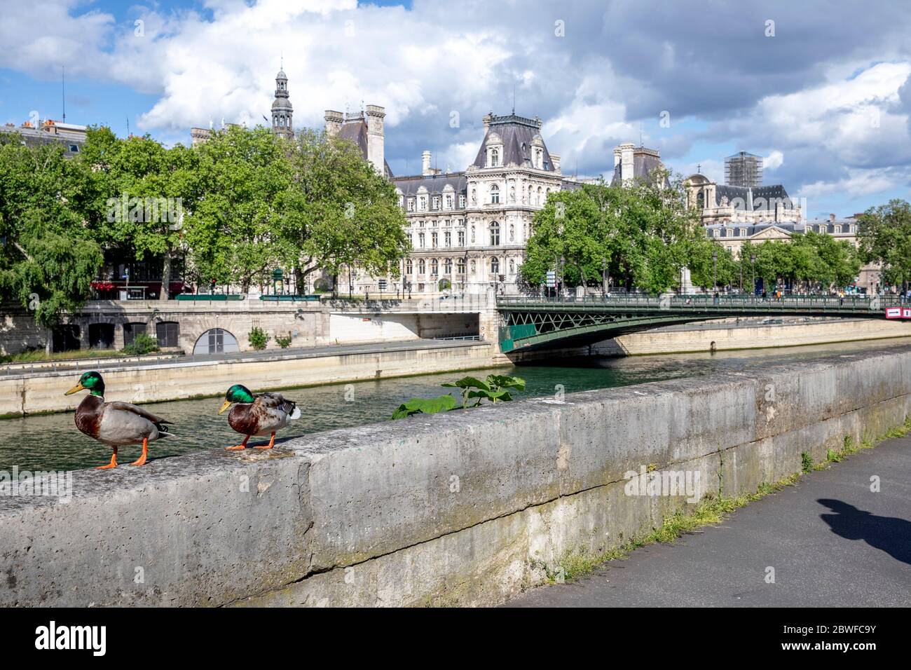 Paris, France - 1er mai 2020 : couple de canards sauvages sur les quais de Seine pendant les mesures de confinement prévues par le Covid-19 Banque D'Images