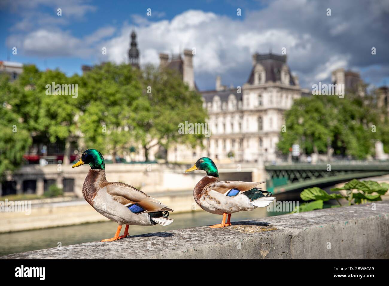 Paris, France - 1er mai 2020 : couple de canards sauvages sur les quais de Seine pendant les mesures de confinement prévues par le Covid-19 Banque D'Images