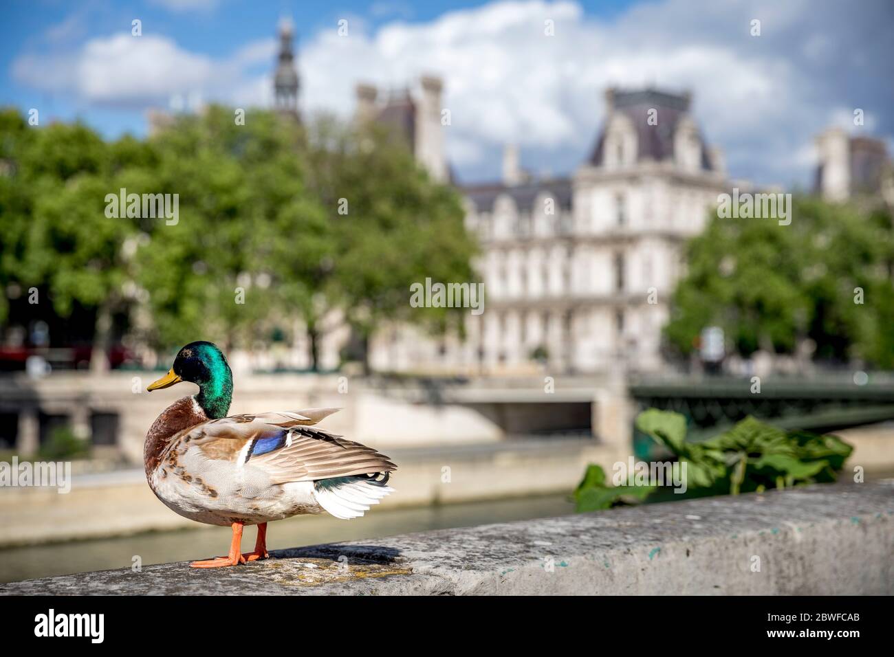 Paris, France - 1er mai 2020 : couple de canards sauvages sur les quais de Seine pendant les mesures de confinement prévues par le Covid-19 Banque D'Images