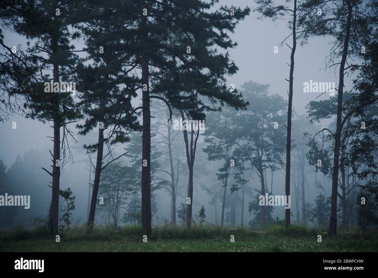 Forêt de pins verts dans un brouillard intense Banque D'Images Forêt de pins verts dans un brouillard intense Banque D'Images