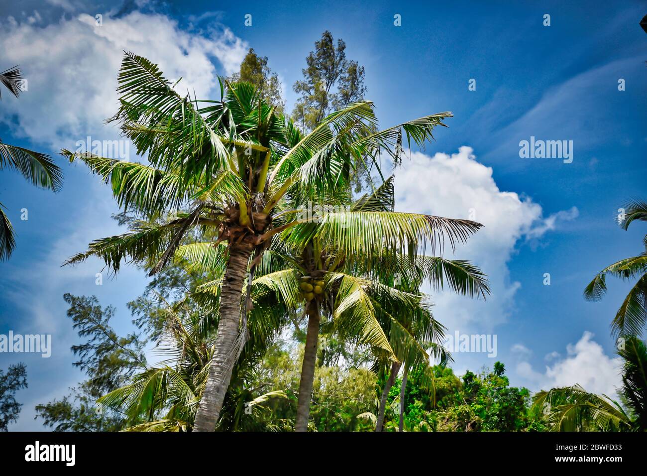Magnifique arbre géant de noix de coco avec noix de coco sous le beau ciel bleu vif Banque D'Images