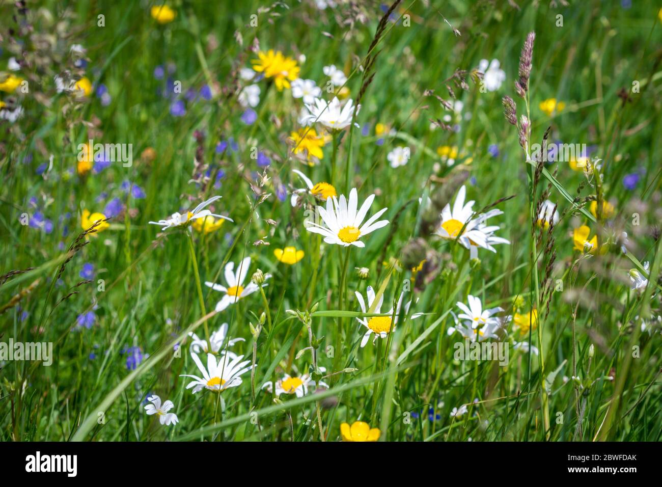 Champ de fleurs sauvages Banque D'Images