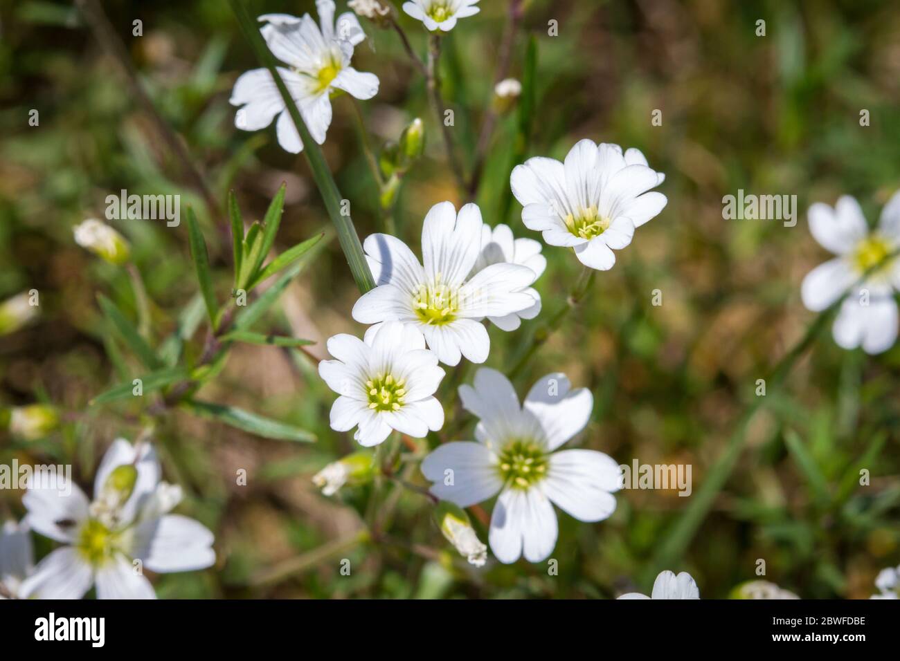 Petites fleurs blanches Banque D'Images