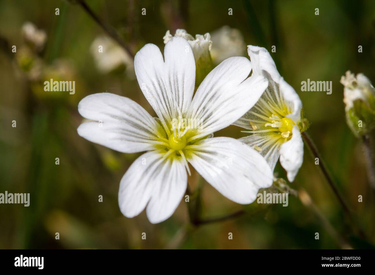 Petites fleurs blanches Banque D'Images