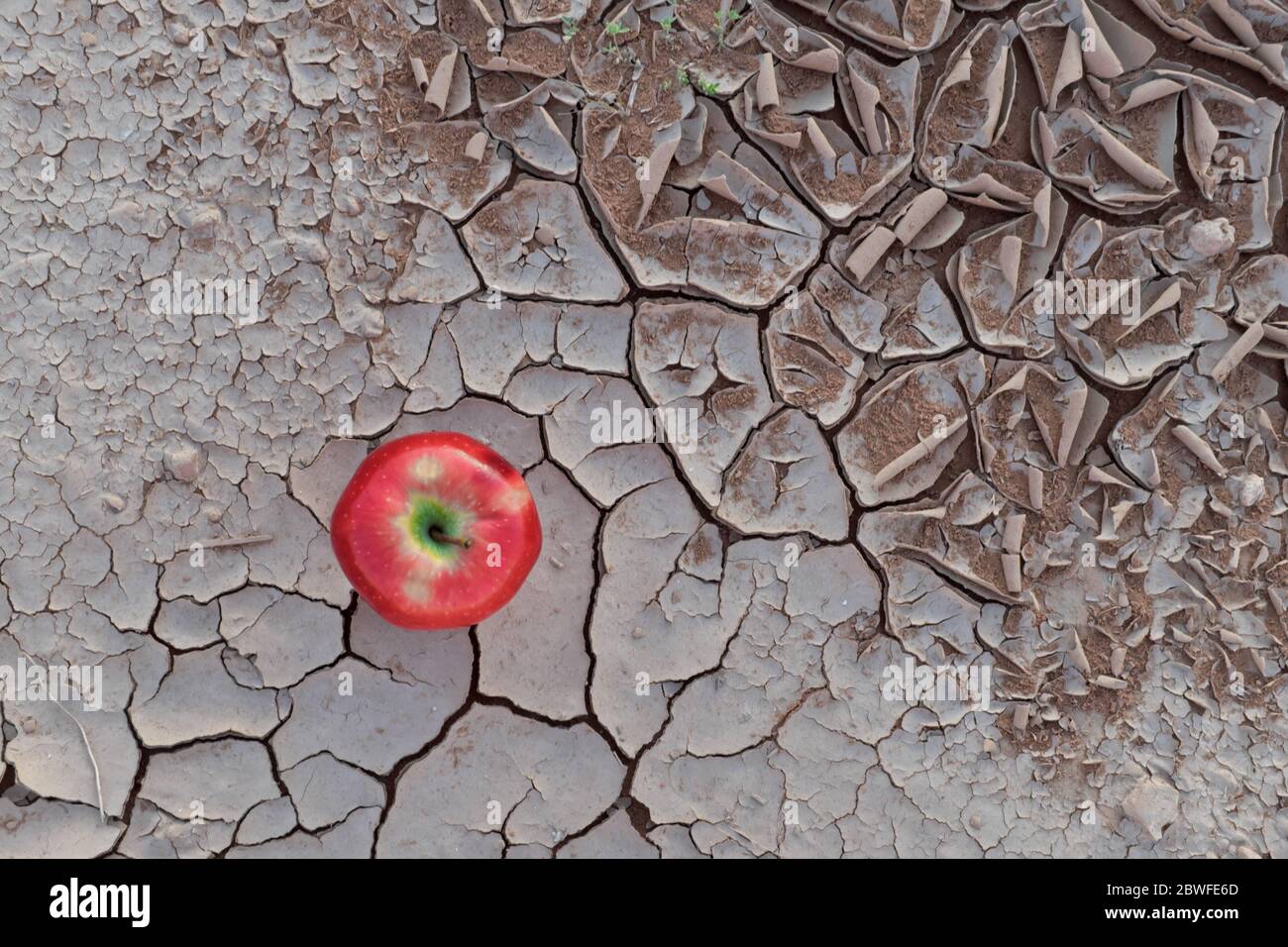 Une pomme sur un sol sec et craqué du désert. Crise alimentaire mondiale, pénurie d'eau, insécurité alimentaire, sécheresse, désertification, faim et changement climatique. Banque D'Images