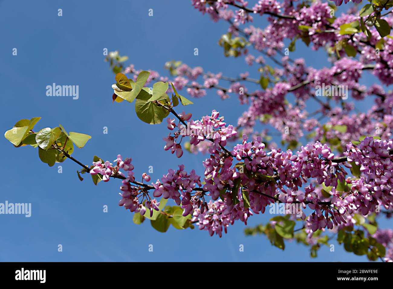 Gros plan fleurs et feuilles de l'arbre judas (Cerdis siliquastrum) sur fond bleu ciel Banque D'Images