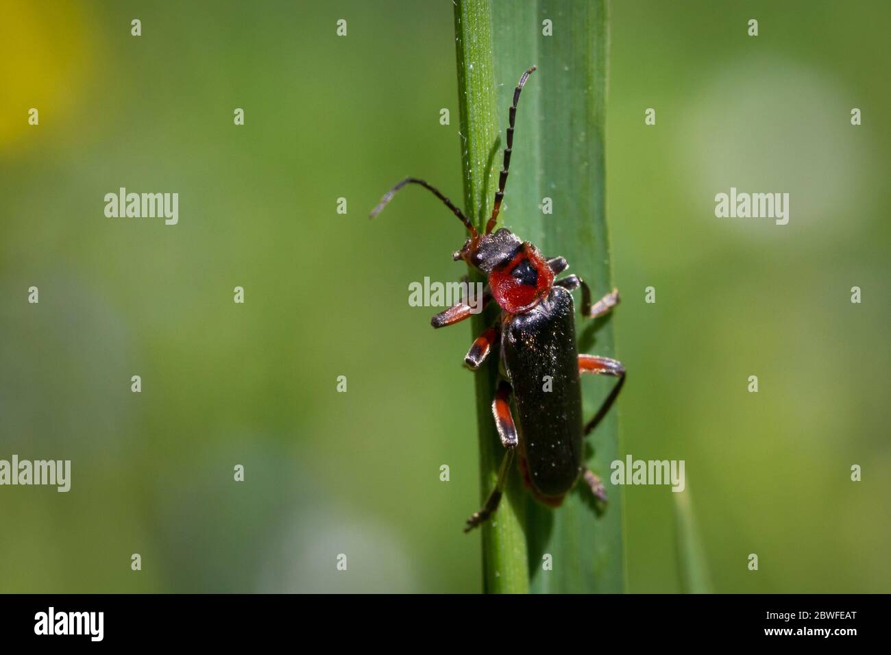 Cantharis rustica (coléoptère du soldat / Weichkäfer) Banque D'Images