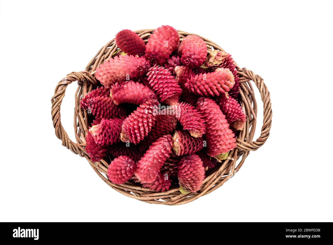 Jeunes cônes de sapin dans un panier sur fond blanc. Un panier en osier à l'ancienne avec de jeunes cônes de pin récoltés pour faire de la confiture ou du sirop maison. Banque D'Images