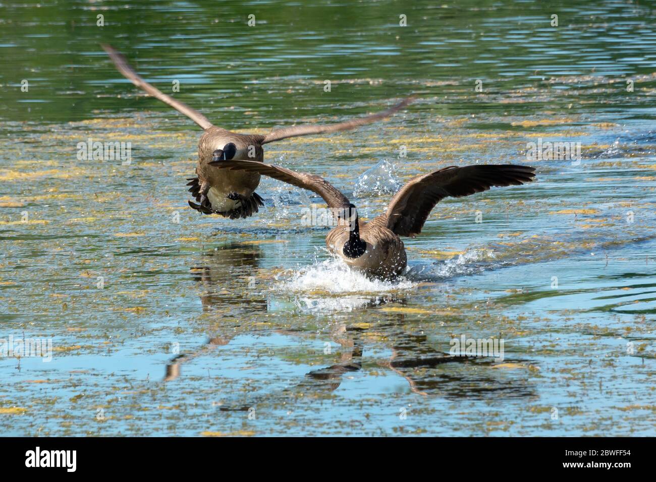 Les oies du Canada (Branta canadensis) atterrissent sur un lac au printemps Banque D'Images