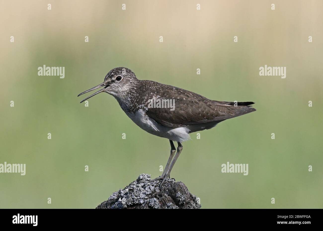 Ponceuse verte (Tringa ochropus), debout sur poteau, fond propre Banque D'Images