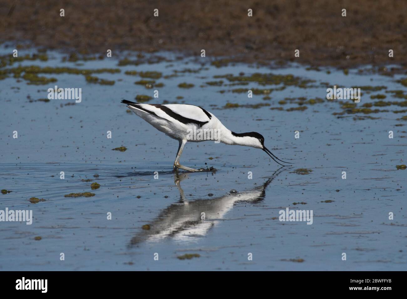 Avocet (Recurvirostra avosetta) se nourrissant en eau peu profonde Banque D'Images