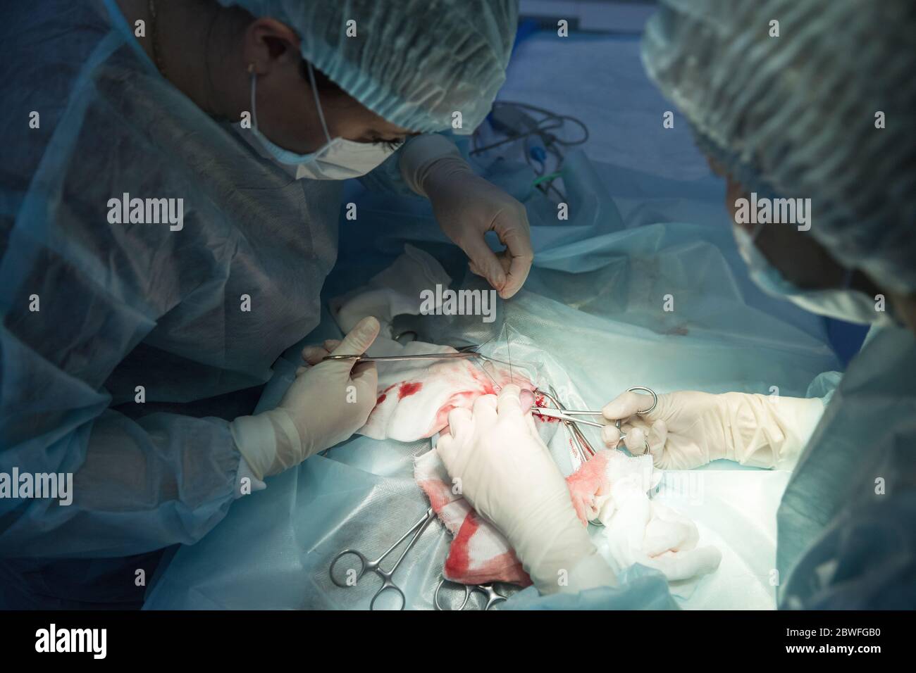 Vue rapprochée des instruments chirurgicaux et de l'aiguille médicale au moment de la suture après l'intervention chirurgicale. VET faisant la chirurgie de stérilisation de chat. Chirurgie vétérinaire Banque D'Images