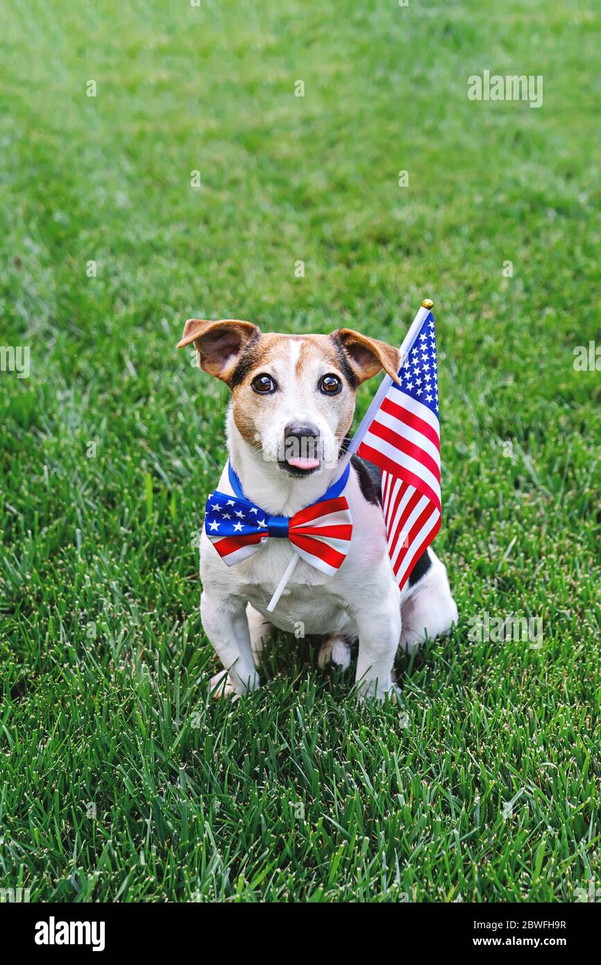 Le chien assis sur l'herbe porte un noeud papillon drapeau américain avec  drapeau américain sur l'herbe verte. Fête de l'indépendance, le 4 juillet,  jour du souvenir, jour du drapeau américain, fête du