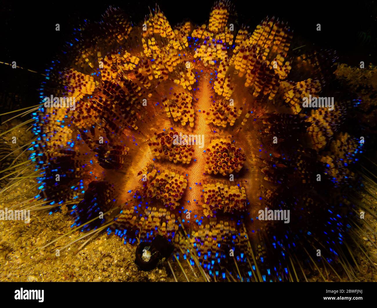 Tirer sur un oursin ou un radiata Astropyga dans un récif de Puerto Galera aux Philippines. Ces récifs sont si sains et se font équipe avec la vie Banque D'Images
