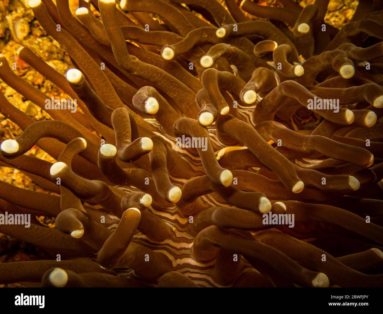 La pipéenne de corail des champignons, Siokunichthys nigrolineatus, a une relation commensale avec les coraux des champignons du genre Fungia. Photo de Puerto Galera Banque D'Images
