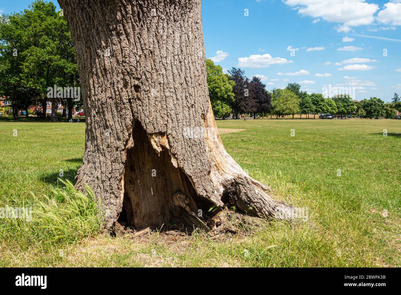 La base d'un arbre vieux et mort a un trou qui peut créer un abri pour les petits animaux. Herbe verte et ciel bleu en été. Banque D'Images