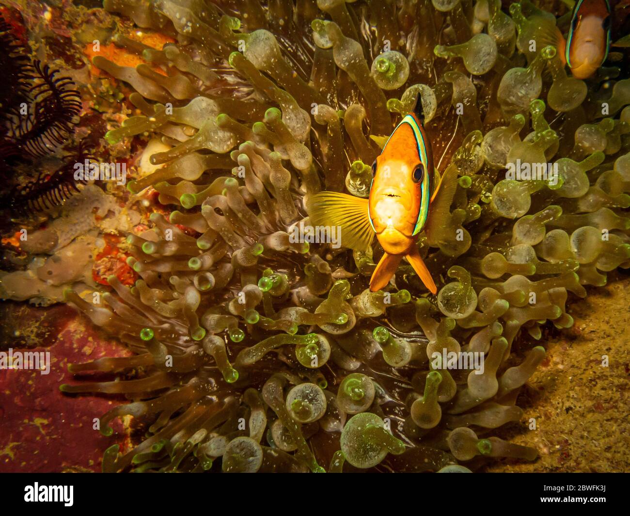 L'anémonégone de Clark, Amphiprion clarkii ou métosa à queue jaune dans sa maison dans une anémone de mer qui s'agite à Puerto Galera, aux Philippines Banque D'Images