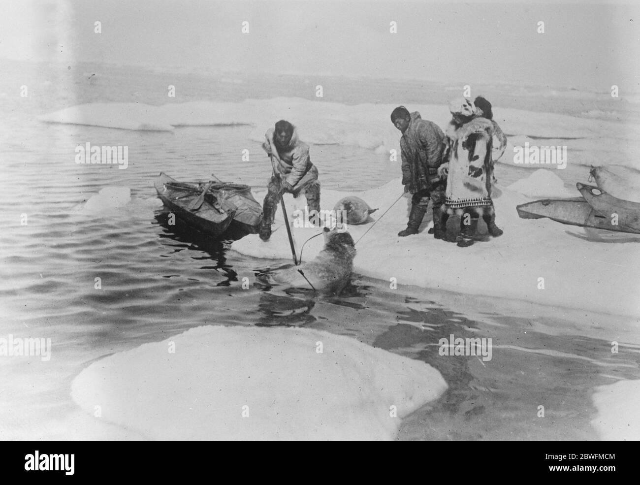 Près du pôle . M. et Mme Kleinschmidt , de New York , sur l'expédition de chasse sur la côte nord de la Sibérie . Les membres du parti traînant un ours polaire, défait par des flèches . Mme Kleinschmidt est sur la droite . 1924 Banque D'Images Près du pôle . M. et Mme Kleinschmidt , de New York , sur l'expédition de chasse sur la côte nord de la Sibérie . Les membres du parti traînant un ours polaire, défait par des flèches . Mme Kleinschmidt est sur la droite . 1924 Banque D'Images