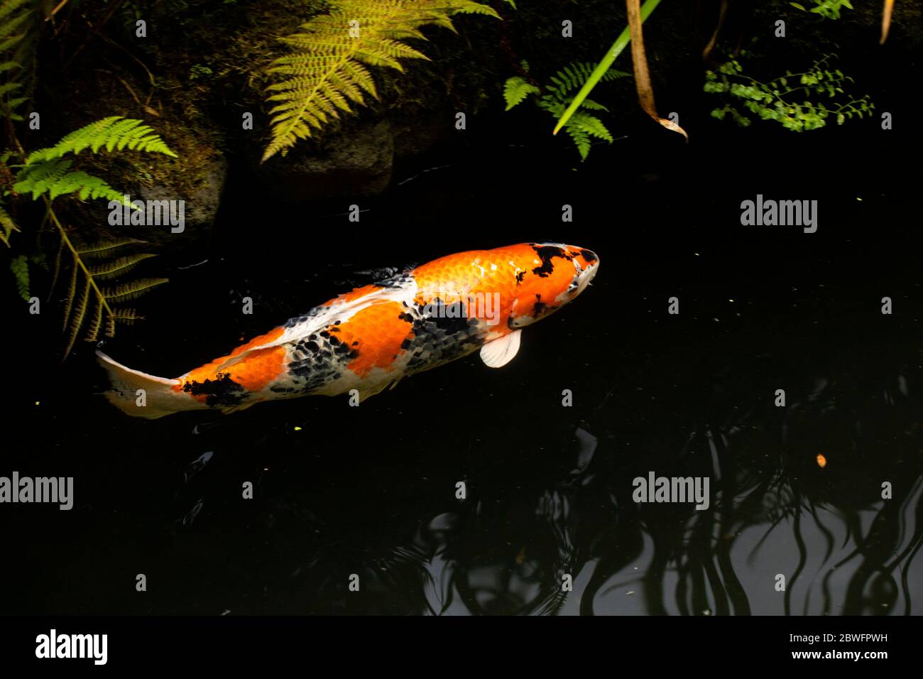 Gros plan de poissons Koi dans l'étang, jardin japonais, Portland, Oregon, États-Unis Banque D'Images