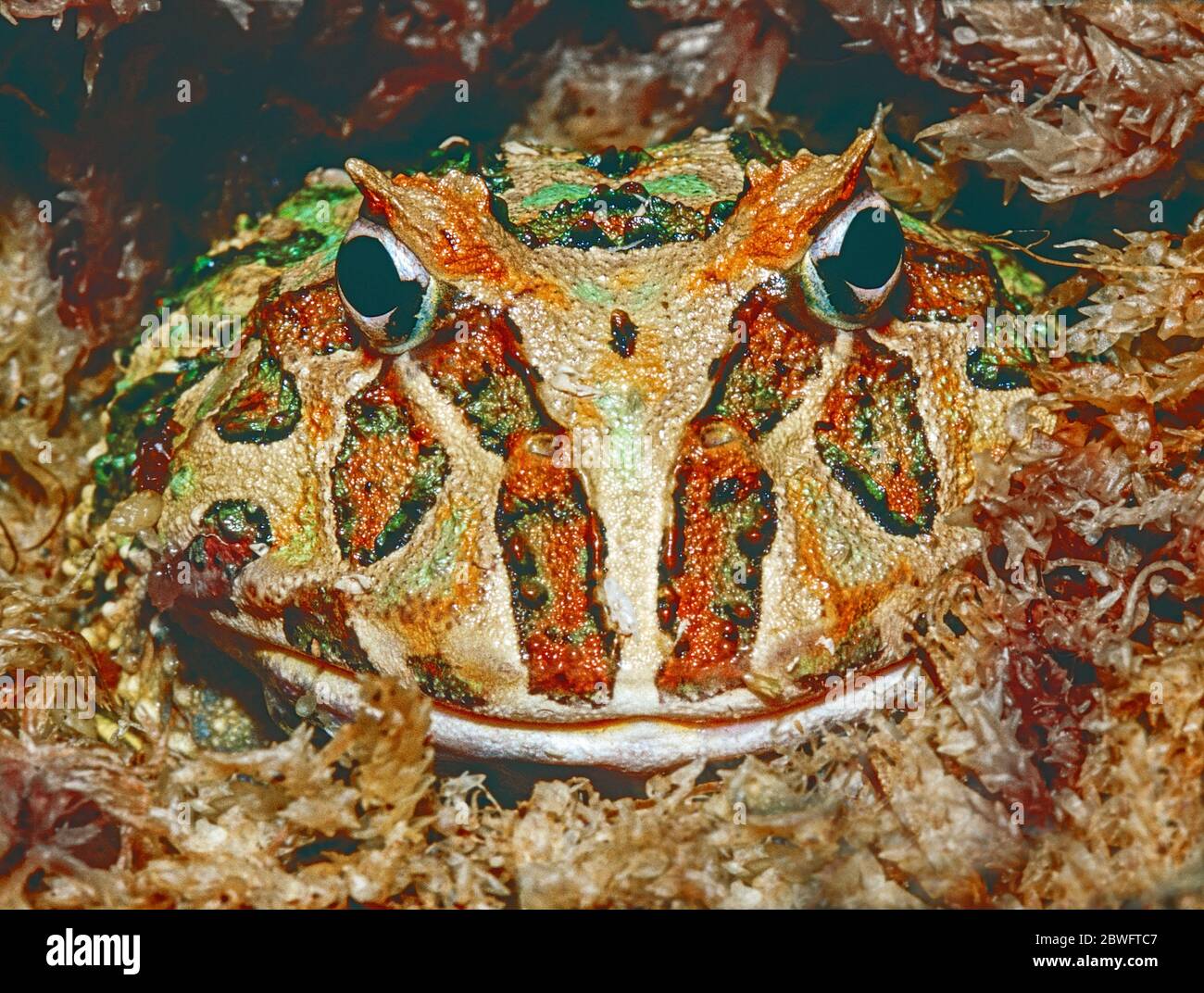Grenouille à cornes juvéniles (Ceratophrys cranwelli), trouvée en Argentine, en Bolivie, au Brésil et au Paraguay. Banque D'Images