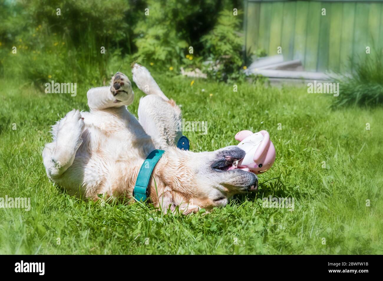 Adorable Labrador blanc joue avec le petit rorqual rose sur l'herbe. Happy dog Banque D'Images