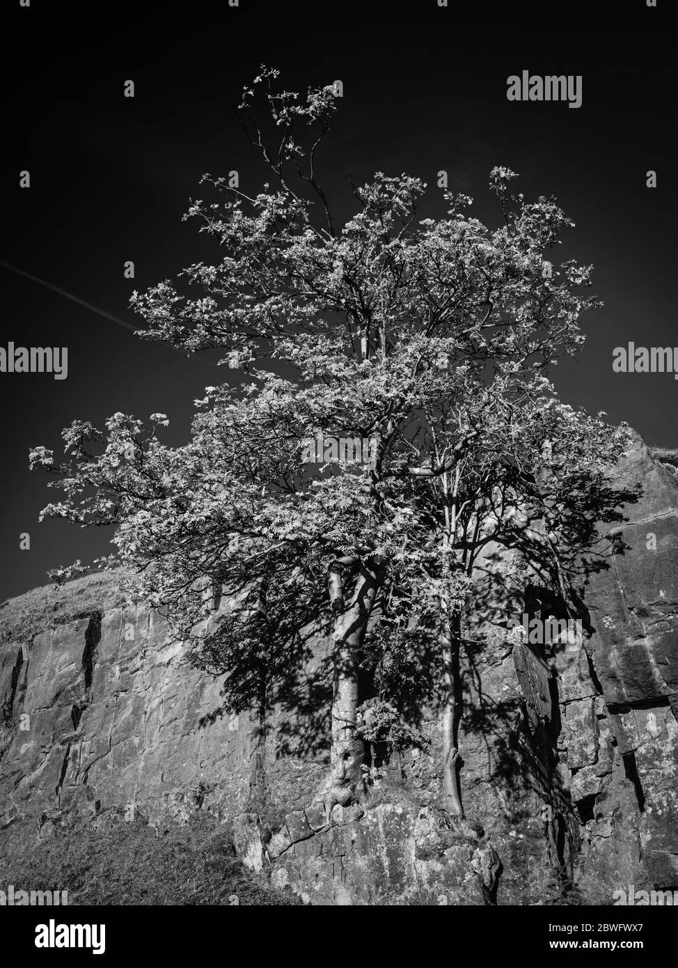 Image en noir et blanc d'arbres poussant sur une surface de carrière. Banque D'Images