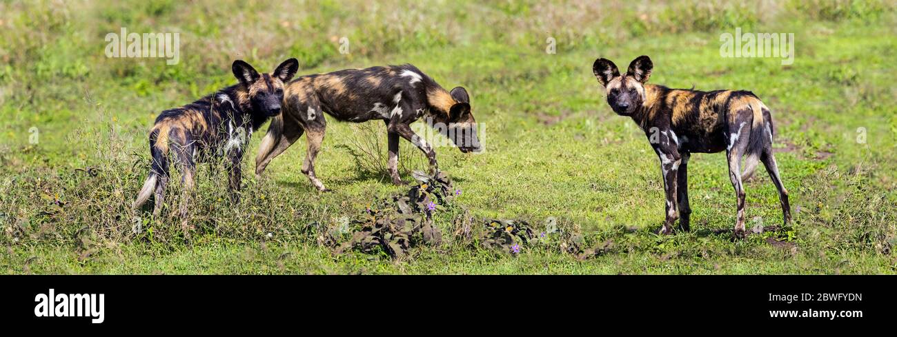 Groupe de chiens de chasse africains (Lycaon pictus), zone de conservation de Ngorongoro, Tanzanie, Afrique Banque D'Images