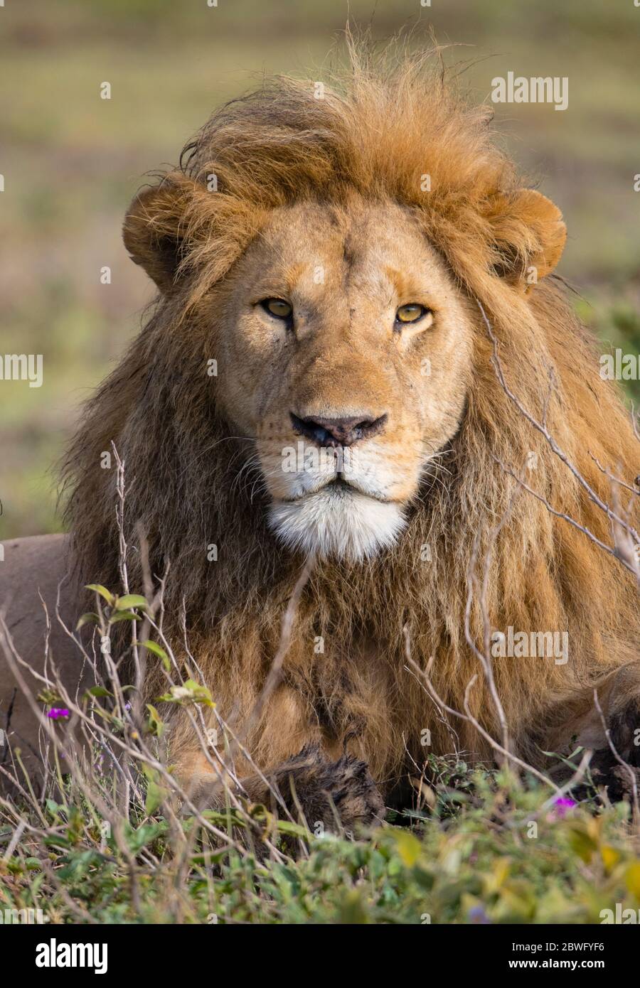 Lion (Panthera leo), zone de conservation de Ngorongoro, Tanzanie, Afrique Banque D'Images