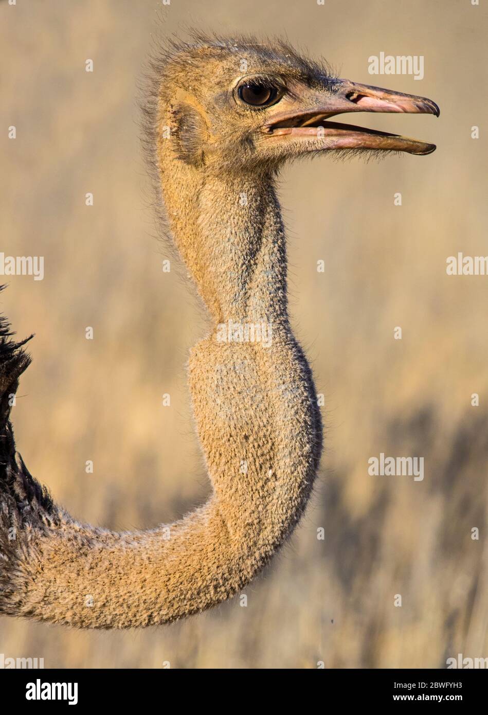 Tête de prise de vue de l'autruche (Struthio camelus), Parc transfrontalier de Kgalagadi, Namibie, Afrique Banque D'Images