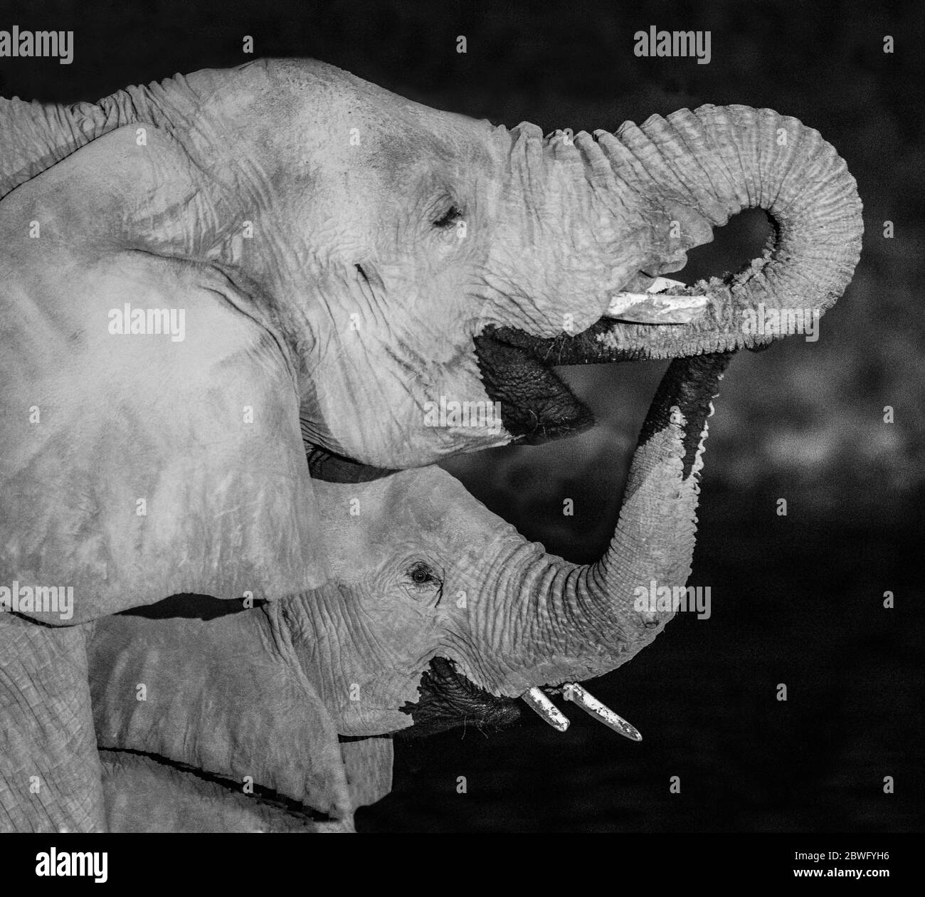 Deux éléphants, Parc national d'Etosha, Namibie, Afrique Banque D'Images