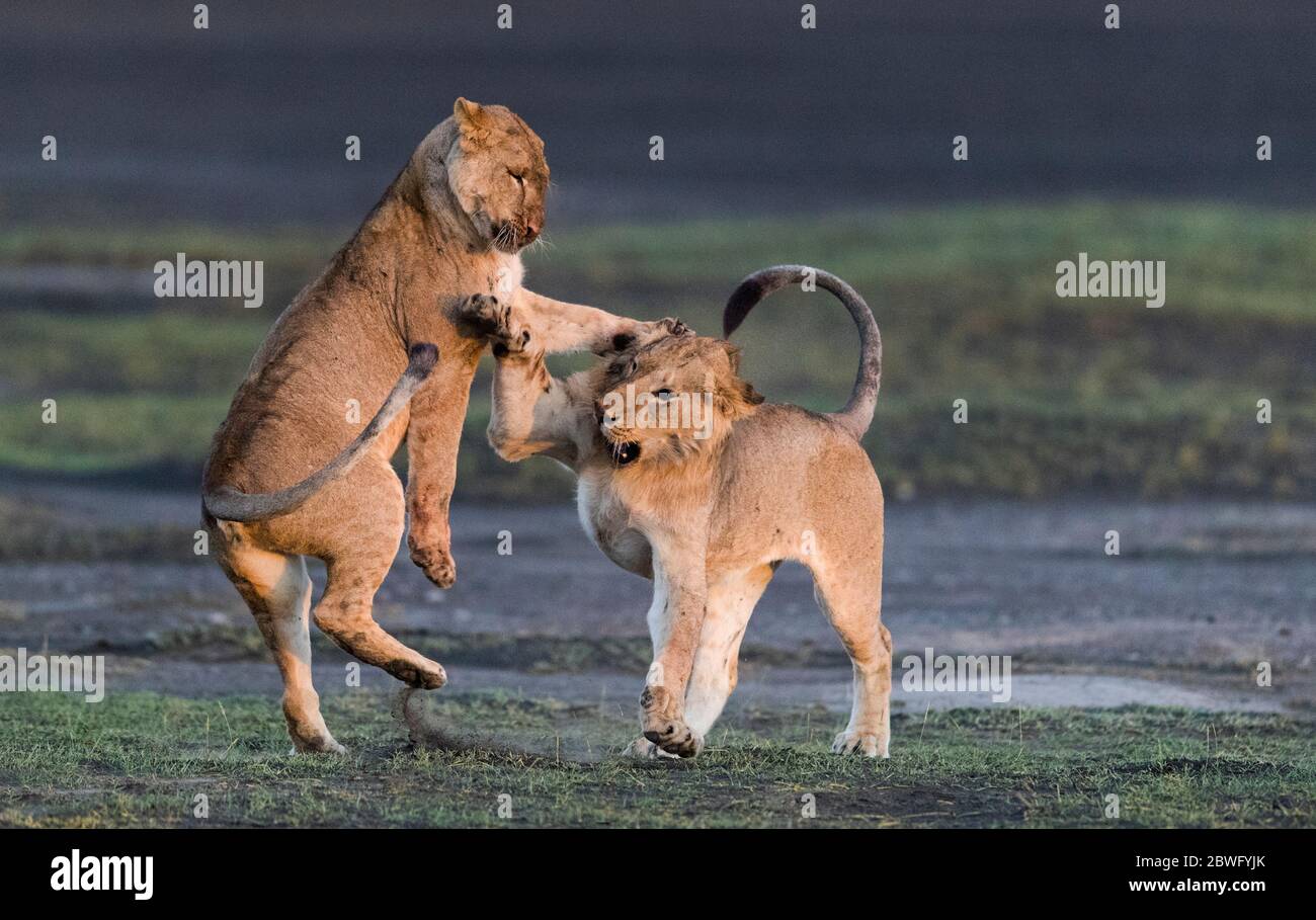 Deux lionnes (Panthera leo), zone de conservation de Ngorongoro, Tanzanie, Afrique Banque D'Images