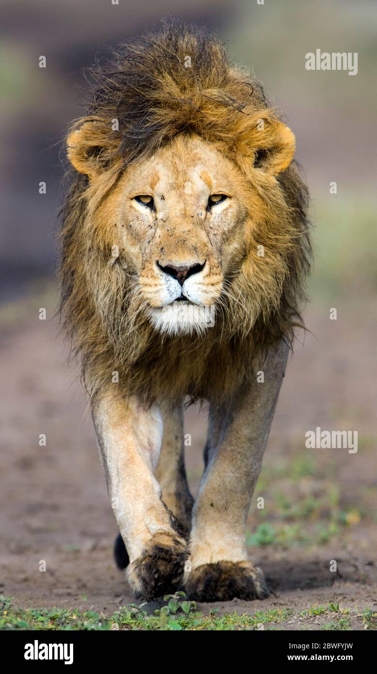 Lion (Panthera leo) marchant vers caméra, zone de conservation de Ngorongoro, Tanzanie, Afrique Banque D'Images