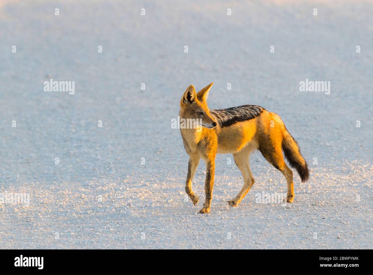 Jackal à dos noir (Canis mesomelas), Parc transfrontalier Kgalagadi, Namibie, Afrique Banque D'Images